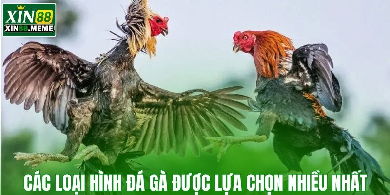 Các loại hình đá gà được lựa chọn nhiều nhất tại XIN88