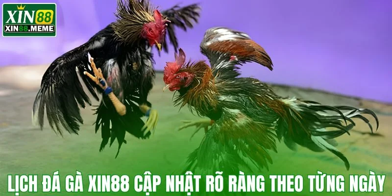 Lịch đá gà XIN88 cập nhật rõ ràng theo từng ngày