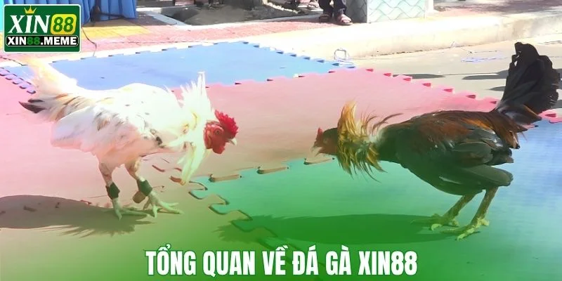 Tổng quan về đá gà XIN88