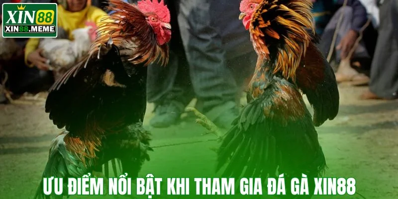 Ưu điểm nổi bật khi tham gia đá gà XIN88