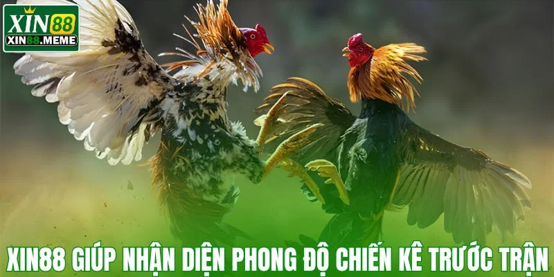 XIN88 giúp nhận diện phong độ chiến kê trước trận