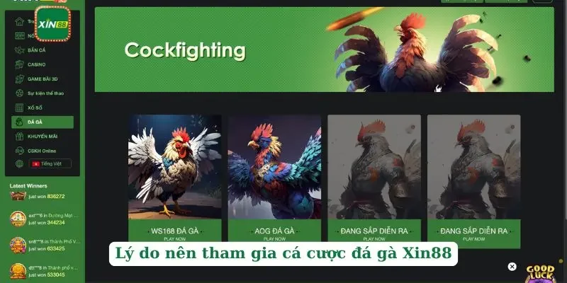 Đá Gà Xin88 2 Lý do nên tham gia cá cược đá gà Xin88
